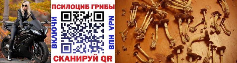 OMG   Краснокамск  Псилоцибиновые грибы GOLDEN TEACHER 
